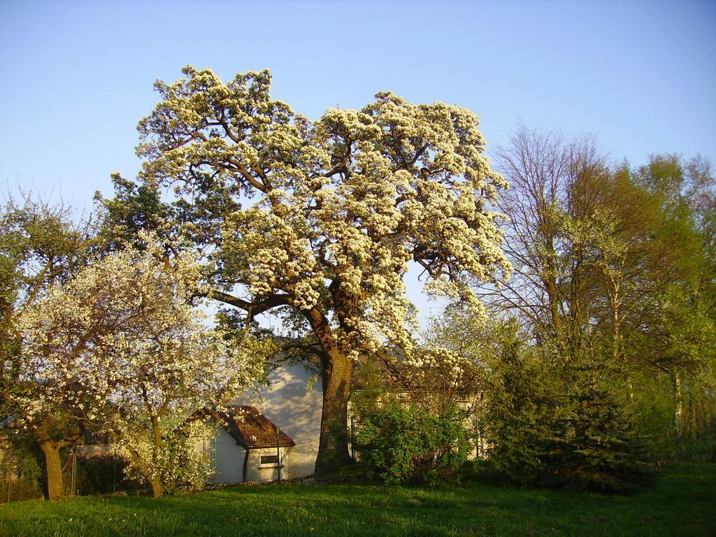 Zakatek Pod Grusza Villa Bedzino Exteriör bild